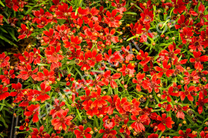 Krásnoočko 'Cherry Pie' - Coreopsis basalis 'Cherry Pie'