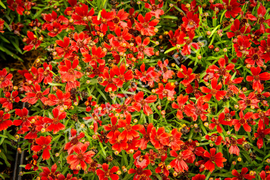 Krásnoočko 'Cherry Pie' - Coreopsis basalis 'Cherry Pie'