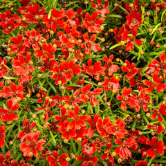 Krásnoočko 'Cherry Pie' - Coreopsis basalis 'Cherry Pie'