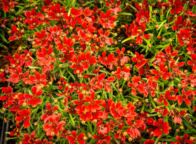 Krásnoočko 'Cherry Pie' - Coreopsis basalis 'Cherry Pie'