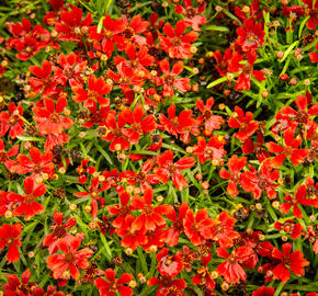 Krásnoočko 'Cherry Pie' - Coreopsis basalis 'Cherry Pie'