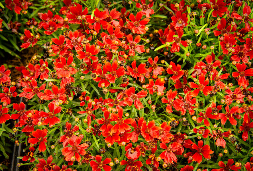 Krásnoočko 'Cherry Pie' - Coreopsis basalis 'Cherry Pie'