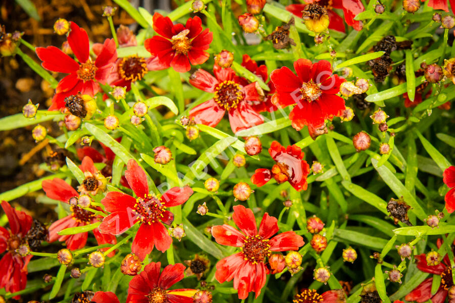 Krásnoočko 'Cherry Pie' - Coreopsis basalis 'Cherry Pie'
