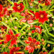 Krásnoočko 'Cherry Pie' - Coreopsis basalis 'Cherry Pie'