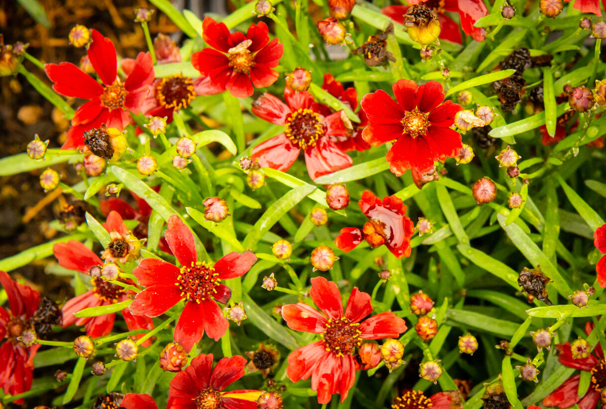 Krásnoočko 'Cherry Pie' - Coreopsis basalis 'Cherry Pie'