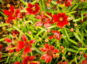 Krásnoočko 'Cherry Pie' - Coreopsis basalis 'Cherry Pie'