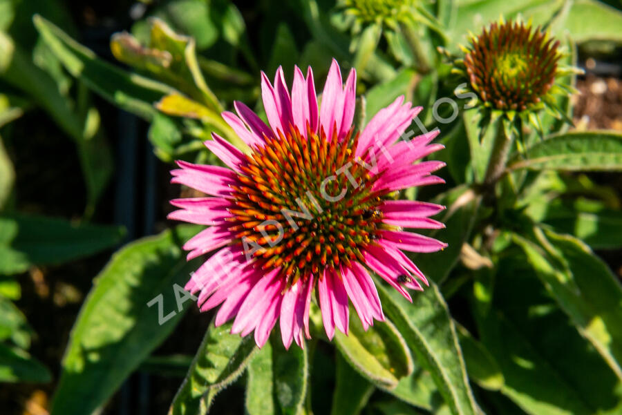 Třapatkovka nachová 'Papallo Compact Rose' - Echinacea purpurea 'Papallo Compact Rose'