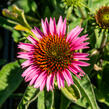 Třapatkovka nachová 'Papallo Compact Rose' - Echinacea purpurea 'Papallo Compact Rose'