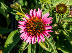 Třapatkovka nachová 'Papallo Compact Rose' - Echinacea purpurea 'Papallo Compact Rose'