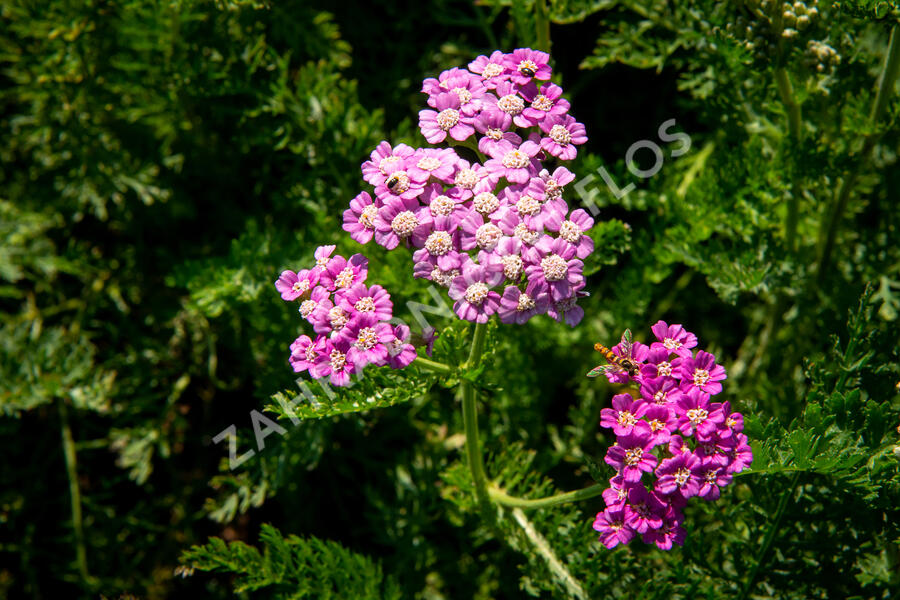 Řebříček obecný 'Colorado' - Achillea millefolium 'Colorado'