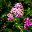 Řebříček obecný 'Colorado' - Achillea millefolium 'Colorado'