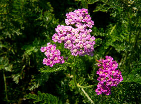 Řebříček obecný 'Colorado' - Achillea millefolium 'Colorado'
