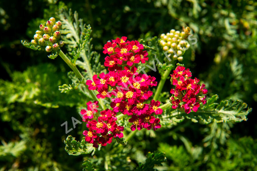 Řebříček obecný 'Colorado' - Achillea millefolium 'Colorado'