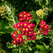 Řebříček obecný 'Colorado' - Achillea millefolium 'Colorado'