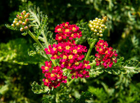 Řebříček obecný 'Colorado' - Achillea millefolium 'Colorado'