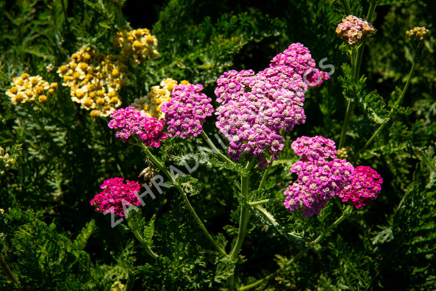 Řebříček obecný 'Colorado' - Achillea millefolium 'Colorado'