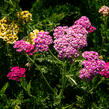 Řebříček obecný 'Colorado' - Achillea millefolium 'Colorado'