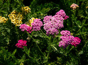 Řebříček obecný 'Colorado' - Achillea millefolium 'Colorado'