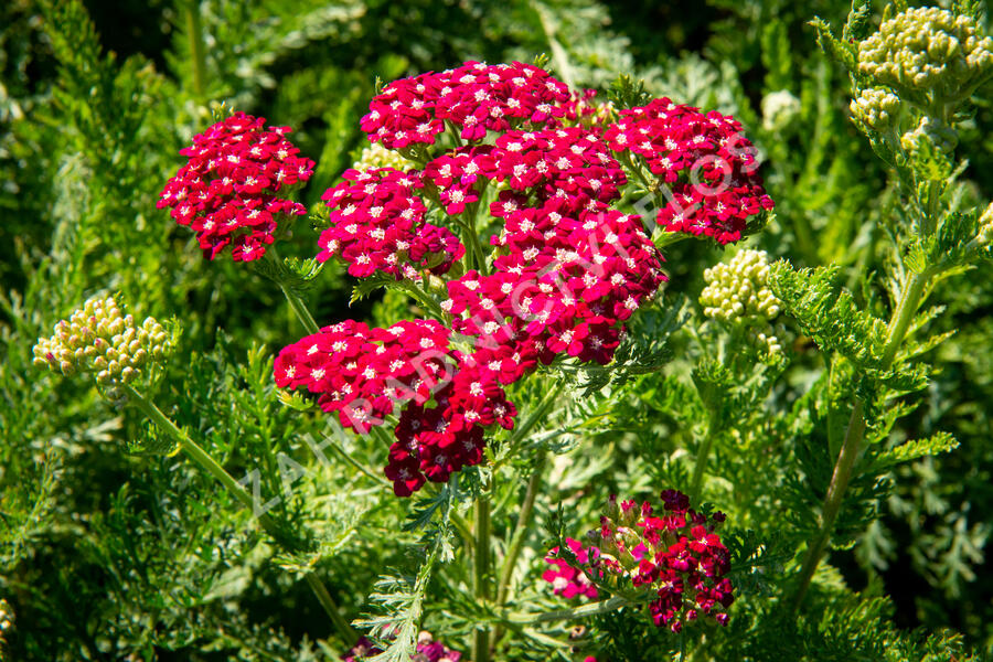 Řebříček obecný 'Colorado' - Achillea millefolium 'Colorado'