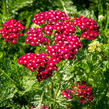 Řebříček obecný 'Colorado' - Achillea millefolium 'Colorado'