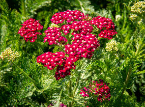 Řebříček obecný 'Colorado' - Achillea millefolium 'Colorado'