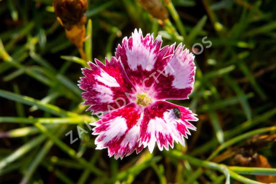 Hvozdík péřitý 'Angel of Desire' - Dianthus plumarius 'Angel of Desire'