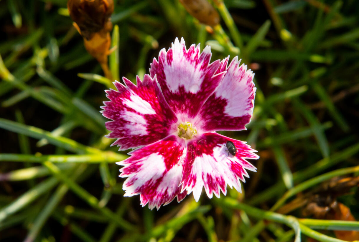 Hvozdík péřitý 'Angel of Desire' - Dianthus plumarius 'Angel of Desire'