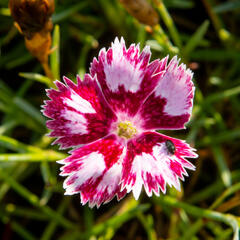 Hvozdík péřitý 'Angel of Desire' - Dianthus plumarius 'Angel of Desire'