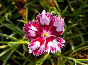 Hvozdík péřitý 'Angel of Desire' - Dianthus plumarius 'Angel of Desire'