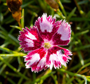 Hvozdík péřitý 'Angel of Desire' - Dianthus plumarius 'Angel of Desire'