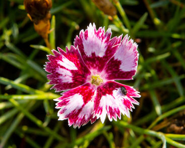 Hvozdík péřitý 'Angel of Desire'