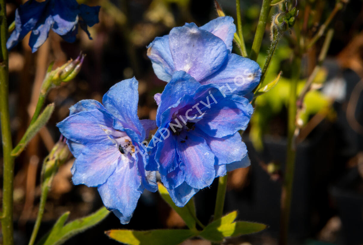 Ostrožka vyvýšená 'New Millenium Cobalt Dreams' - Delphinium elatum 'New Millenium Cobalt Dreams'