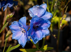Ostrožka vyvýšená 'New Millenium Cobalt Dreams' - Delphinium elatum 'New Millenium Cobalt Dreams'