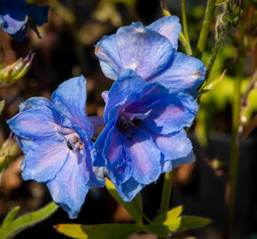 Ostrožka vyvýšená 'New Millenium Cobalt Dreams' - Delphinium elatum 'New Millenium Cobalt Dreams'