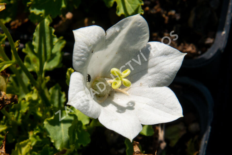 Zvonek karpatský 'Pristar White' - Campanula carpatica 'Pristar White'