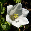 Zvonek karpatský 'Pristar White' - Campanula carpatica 'Pristar White'