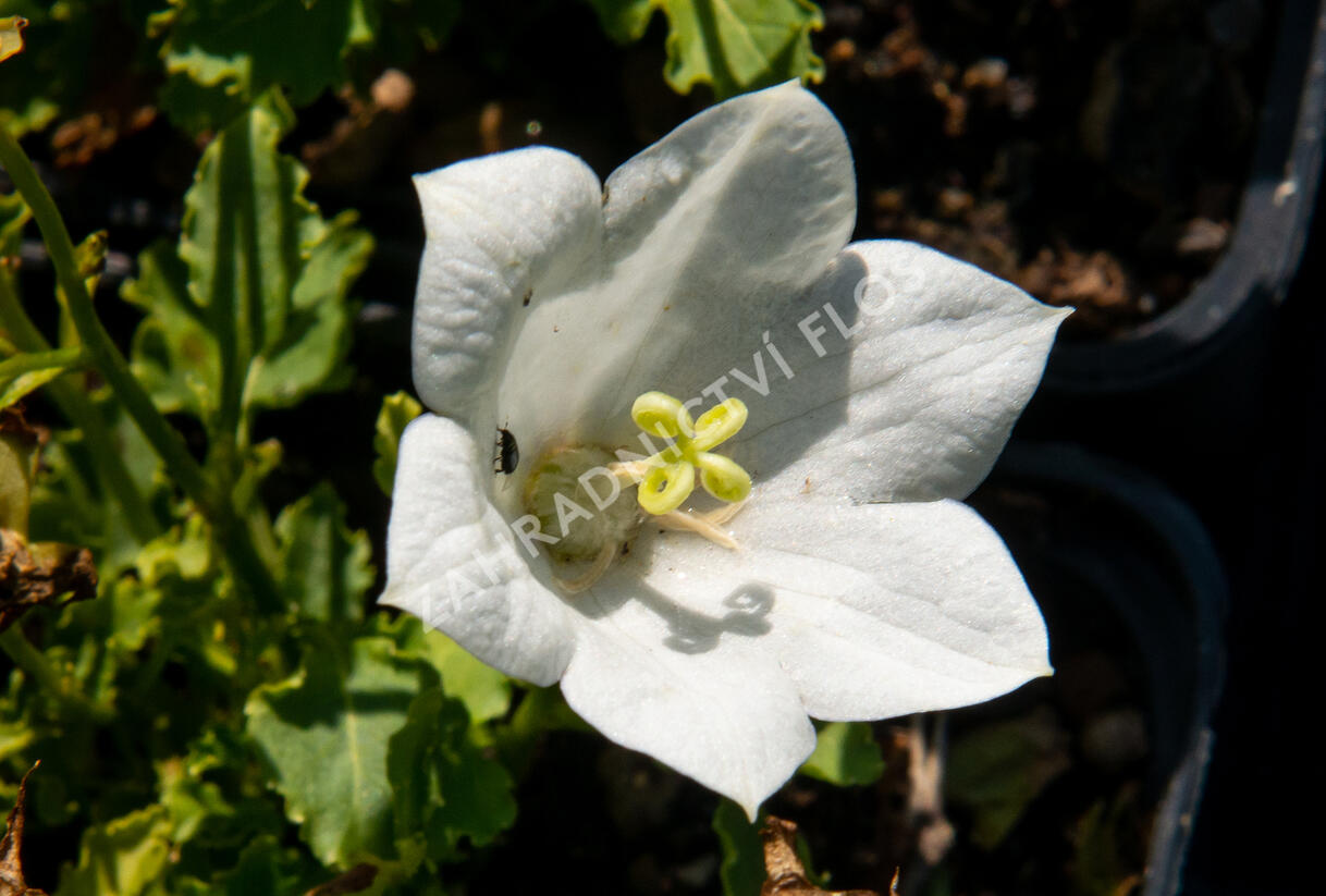 Zvonek karpatský 'Pristar White' - Campanula carpatica 'Pristar White'