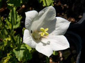 Zvonek karpatský 'Pristar White' - Campanula carpatica 'Pristar White'
