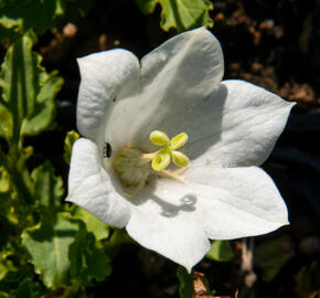 Zvonek karpatský 'Pristar White' - Campanula carpatica 'Pristar White'