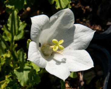 Zvonek karpatský 'Pristar White'