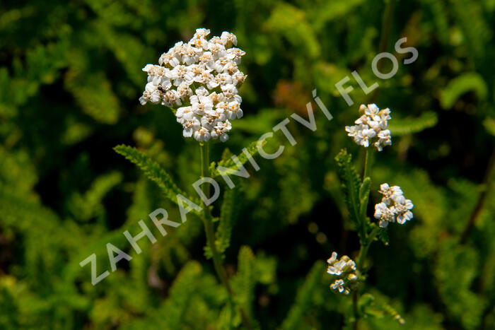 Řebříček obecný 'White Beauty' - Achillea millefolium 'White Beauty'