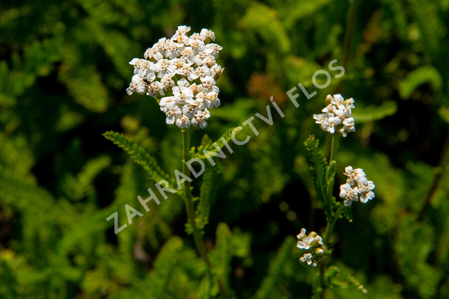 Řebříček obecný 'White Beauty' - Achillea millefolium 'White Beauty'