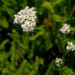 Řebříček obecný 'White Beauty' - Achillea millefolium 'White Beauty'