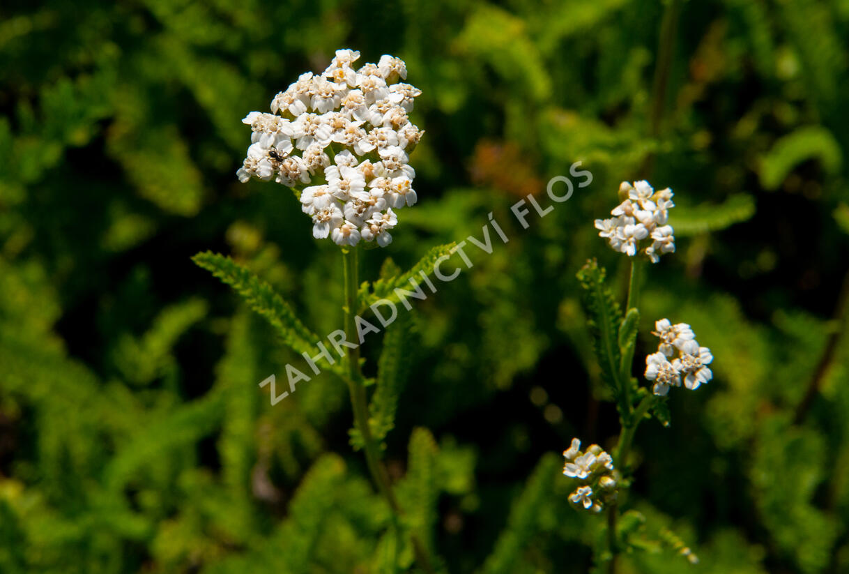 Řebříček obecný 'White Beauty' - Achillea millefolium 'White Beauty'