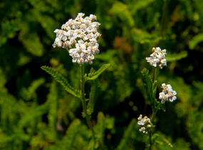 Řebříček obecný 'White Beauty' - Achillea millefolium 'White Beauty'