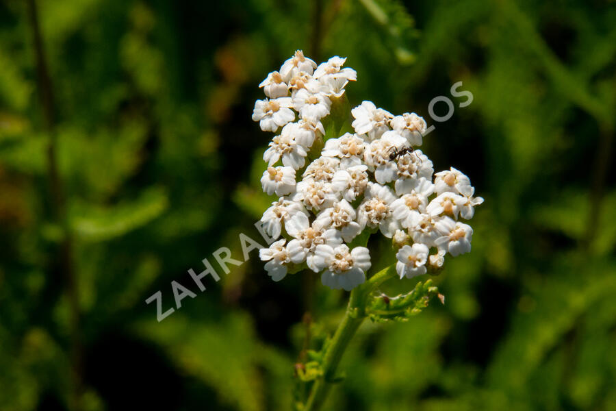 Řebříček obecný 'White Beauty' - Achillea millefolium 'White Beauty'