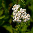 Řebříček obecný 'White Beauty' - Achillea millefolium 'White Beauty'