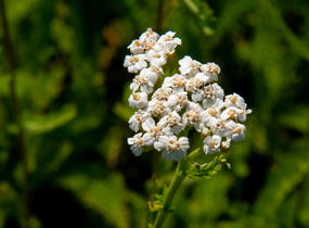 Řebříček obecný 'White Beauty' - Achillea millefolium 'White Beauty'