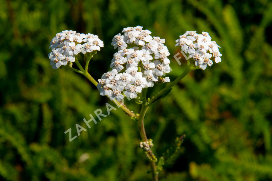 Řebříček obecný 'White Beauty' - Achillea millefolium 'White Beauty'