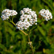 Řebříček obecný 'White Beauty' - Achillea millefolium 'White Beauty'